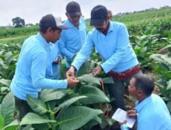 DKPP Tulungagung Optimalkan DBHCHT 2025: “Pelatihan & Penyuluhan Transformasi Pertanian Tembakau Menuju Sistem Modern dan Berkelanjutan”