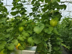 BUMDes Guyup Rukun Desa Karangsoko Hadirkan Wisata Petik Melon Hidroponik, Perkuat Agrowisata dan Ekonomi Desa