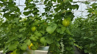 BUMDes Guyup Rukun Desa Karangsoko Hadirkan Wisata Petik Melon Hidroponik, Perkuat Agrowisata dan Ekonomi Desa